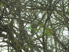 Callipepla douglasii