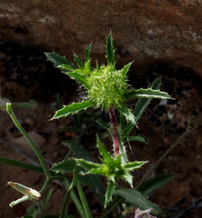 Atractylis cancellata