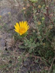 Grindelia inuloides