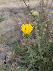 Grindelia inuloides