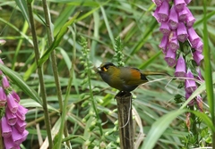 Liocichla steerii