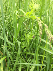 Vicia sativa nigra