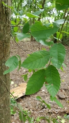 Ulmus americana