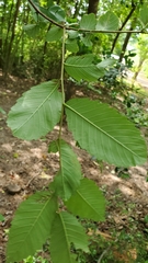 Ulmus americana