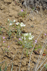 Ornithogalum navaschinii