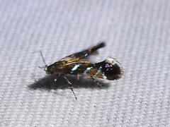 Strobisia proserpinella
