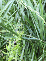 Vicia sativa nigra