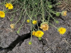 Grindelia inuloides