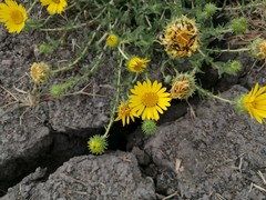 Grindelia inuloides