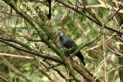 Columba pulchricollis