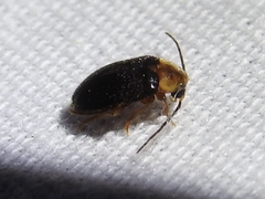Sacodes pulchella