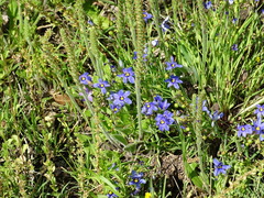 Sisyrinchium pruinosum