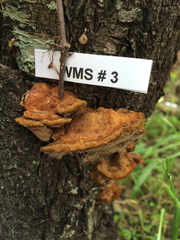 Phellinus pomaceoides
