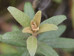 Siphocampylus columnae