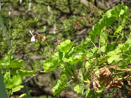 Pelargonium zonale