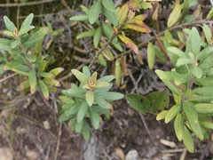 Siphocampylus columnae