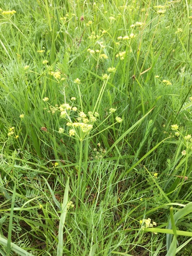 Lomatium bradshawii, photograph 3