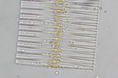 Fragilaria