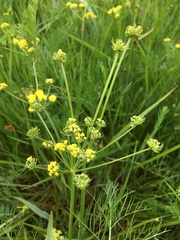 (c) Ed Alverson, some rights reserved (CC BY) Lomatium bradshawii, photograph (c) Ed Alverson, some rights reserved (CC BY)