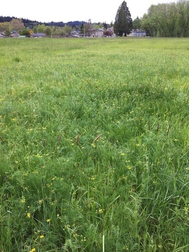 Lomatium bradshawii, photograph 5
