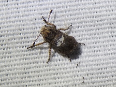 Toxonotus cornutus