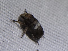 Toxonotus cornutus