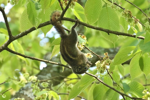 Tamiops maritimus