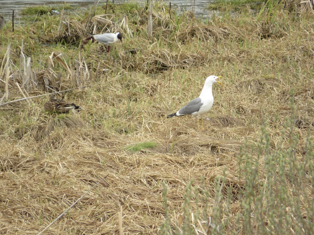 Steppe Gull from Искитим, Новосибирская обл., Россия on May 1, 2024 at ...