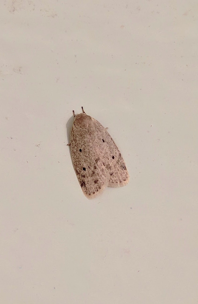 Orieosia tenuelinea