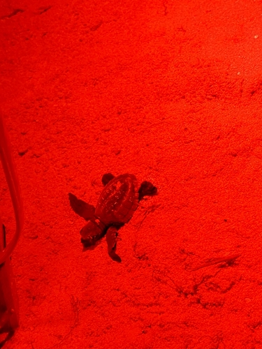 Olive Ridley Sea Turtle — seen at this dive site
