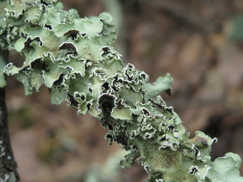 Powder-edged Speckled Greenshield