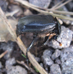 Nicrophorus humator