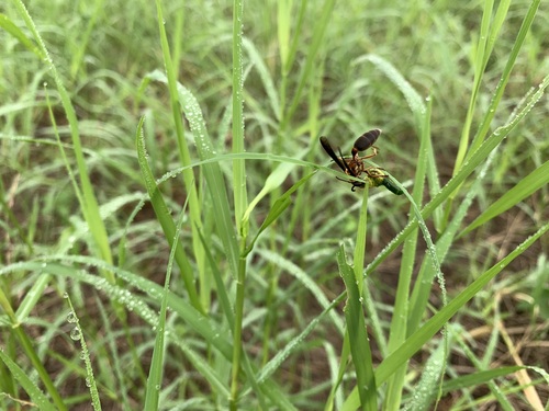 Polybia sericea photo 4