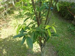 Phaleria macrocarpa