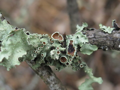 Flavopunctelia praesignis