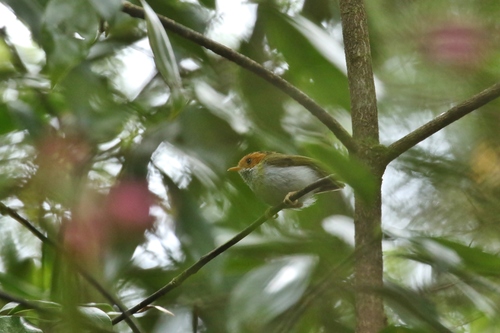 Abroscopus albogularis