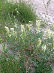 Astragalus racemosus