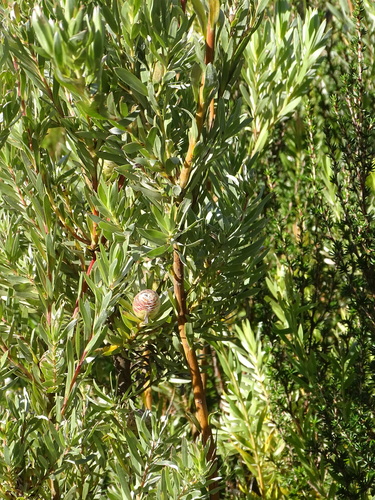 Image of Leucadendron uliginosum by (c) Shaun Swanepoel, some rights reserved (CC BY)
