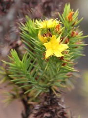 Hypericum juniperinum