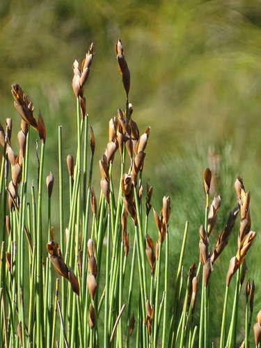 Tall Goldreed (Elegia thyrsoidea)
