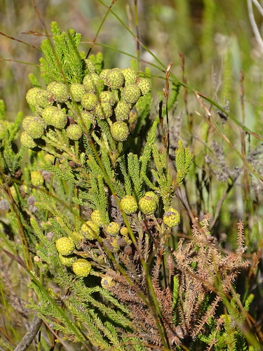 Image of Berzelia intermedia by (c) Shaun Swanepoel, some rights reserved (CC BY)