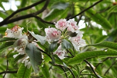 Rhododendron formosanum