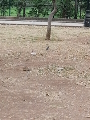 Melanerpes aurifrons