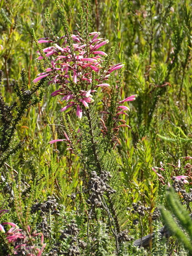 Image of Sticky Red-And-Green Heath (Erica densifolia) by (c) Shaun Swanepoel, some rights reserved (CC BY)