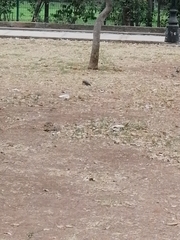 Melanerpes aurifrons