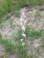 Delphinium carolinianum