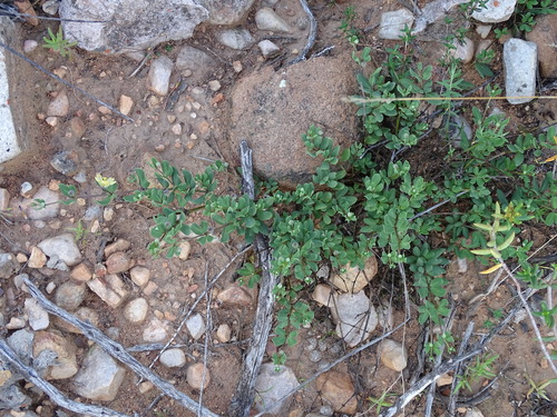 Image of Roepera debilis by (c) Shaun Swanepoel, some rights reserved (CC BY)
