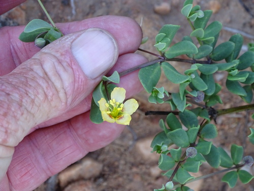 Image of Roepera debilis by (c) Shaun Swanepoel, some rights reserved (CC BY)