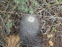 Rapicactus beguinii