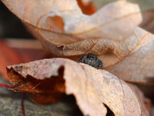Bold Jumping Spider photographed in Connecticut